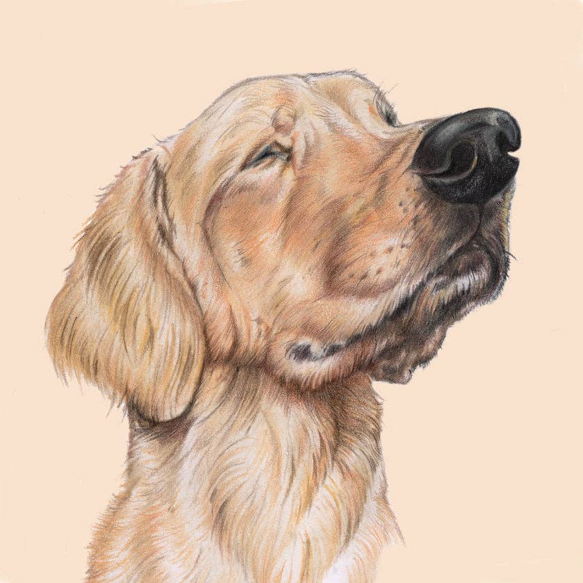 Kühlschrankmagnet – Labrador Retriever