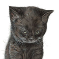 Bunter Kühlschrankmagnet mit „Black Cat“